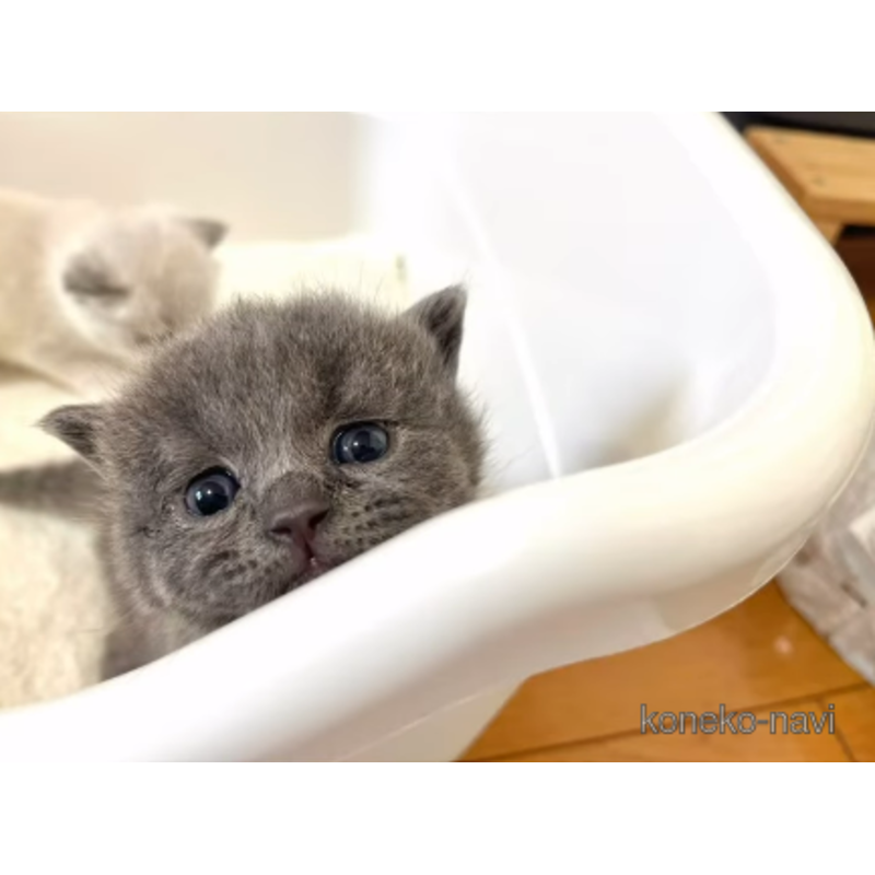 販売中の岡山県のブリティッシュショートヘア-121812の3枚目